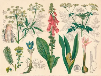 Plantes Vénéneuses Britanniques, milieu-fin du 19ème siècle