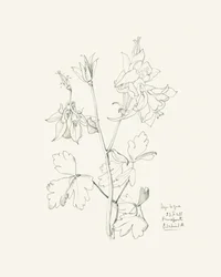 Dessin botanique d