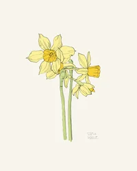 Des jonquilles d