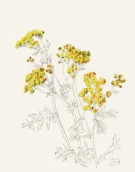 Fleurs jaunes délicates