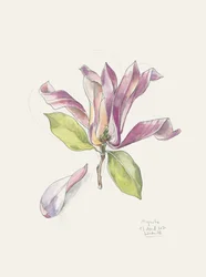 Magnolia rose aquarelle