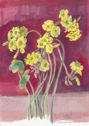 Oxalis jaune vif