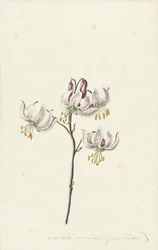 Branche avec quatre lys blancs