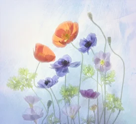 Fleurs éthérées et colorées