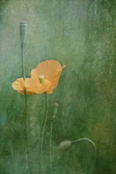 Coquelicots orange de rêve