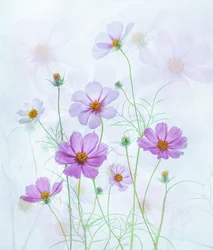 Cosmos rose de rêve