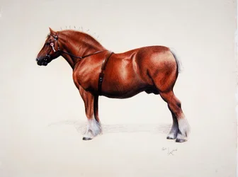 Un champion Suffolk Punch