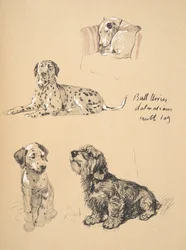 Bull Terrier, Dalmatiens et Chien bâtard, 1930, Illustrations de son carnet de croquis utilisées pour Just Among Friends, publié par Eyre et Spottiswoode Limited