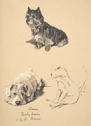Cairn, Sealyham et Bull Terrier, 1930, Illustrations de son carnet de croquis utilisées pour Just Among Friends, publié par Eyre et Spottiswoode Limited, 1934