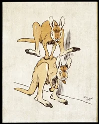 Kangourous comiques. Deux kangourous jouent à saute-mouton.