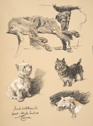 Irish Wolfhound, West Highlander et Cairn, 1930, Illustrations de son carnet de croquis utilisé pour 