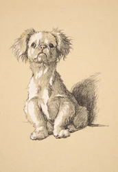 Pékinois, 1930, Illustrations de son carnet de croquis utilisé pour Just Among Friends, Aldin, Cecil Charles Windsor (1870-1935), publié plus tard par Eyre and Spottiswoode Limited, 1934