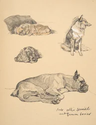 Peke, Collie, Épagneul et Boxer allemand, 1930, illustrations de son carnet de croquis pour 