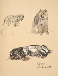 Pékinois, Chow et Épagneul, 1930, Illustrations de son carnet de croquis utilisé pour Just Among Friends, Aldin, Cecil Charles Windsor (1870-1935), publié plus tard par Eyre and Spottiswoode Limited, 1934