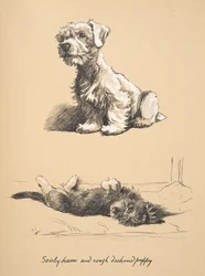 Sealyham et chiot Rough Dachund, 1930, Illustrations de son carnet de croquis utilisé pour Just Among Friends, publié plus tard par Eyre et Spottiswoode Limited, 1934