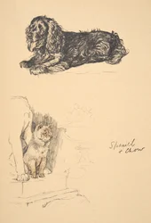Épagneul et Chow, 1930, Illustrations de son carnet de croquis utilisé pour Just Among Friends, Aldin, Cecil Charles Windsor (1870-1935), publié plus tard par Eyre and Spottiswoode Limited, 1934