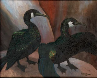 Cormorans verts
