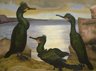 Cormorans huppés