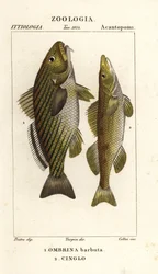 Umbrina cirrosa et Zingel zingel