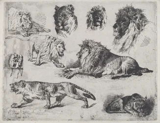 Étude de lions