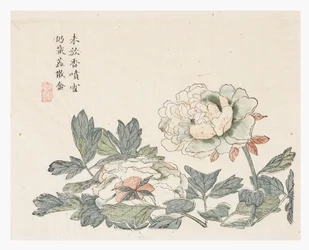 Jardin de graines de moutarde