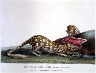 Dasyurus macrourus, un dasyure à longue queue, de Nouvelle-Galles du Sud, Nouvelle-Hollande, planche 33 du « Voyage de découverte aux terres australes », gravée par Canu, publiée 1800-04