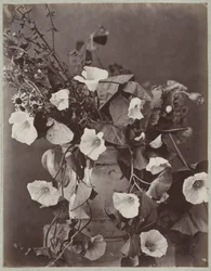 Étude de fleurs avec pot de Cologne