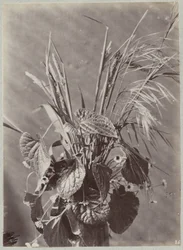 Étude de fleurs avec feuilles et épis