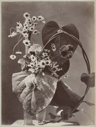 Étude de fleurs avec vases en verre