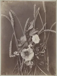 Étude de fleurs avec épis de blé