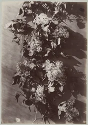 Étude de fleurs avec branches