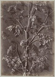 Étude avec des branches