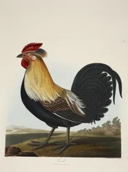 Coq, Phasianus, de 