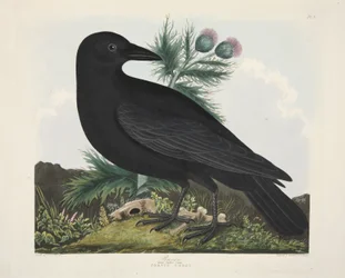 Corbeau, Corvus Corax, de 