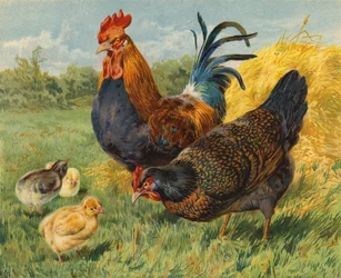 Poulets
