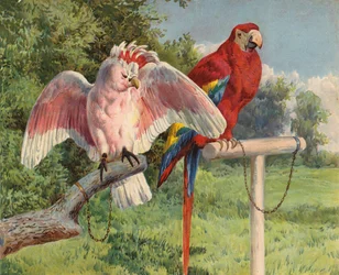 Cacatoès et Ara (chromolithographie)