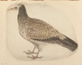 Vautour égyptien