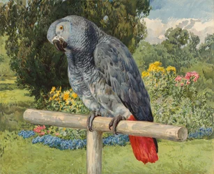 Perroquet gris (chromolithographie)