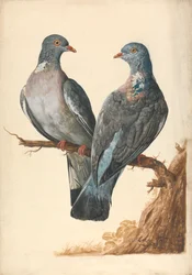 Deux pigeons ramiers