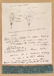 Croquis autographe des fleurs dimorphes de la primevère, 1861