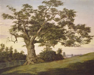 Le Chêne de la Charte