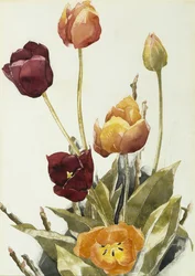 Tulipes, 1933