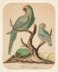 Deux perroquets sur un arbre stérile