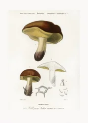 Champignon (Boletus circinans)