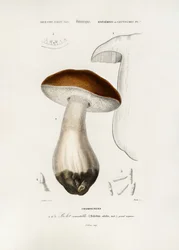 Bolet commun (Boletus edulis)