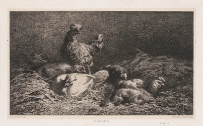 Poules