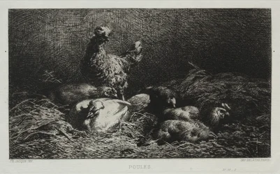 Poules
