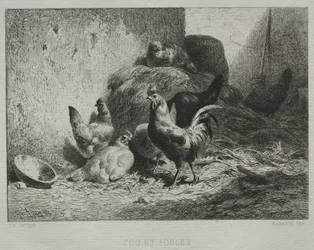 Coq et poules
