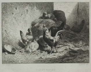 Coq et poules.