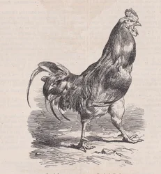 Coq de ferme, race commune, du Magasin Pittoresque, ca. 1852